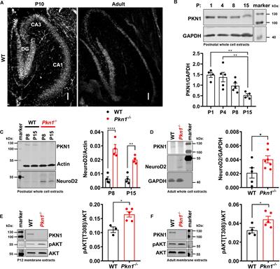 PKN1 Is a Novel Regulator of Hippocampal GluA1 Levels